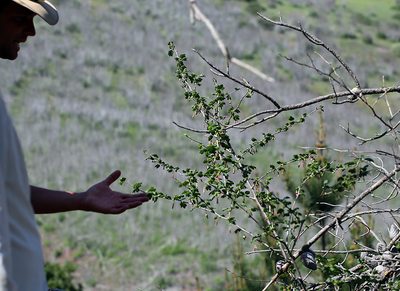 Ribes thacherianum, photographed by Steve Matson