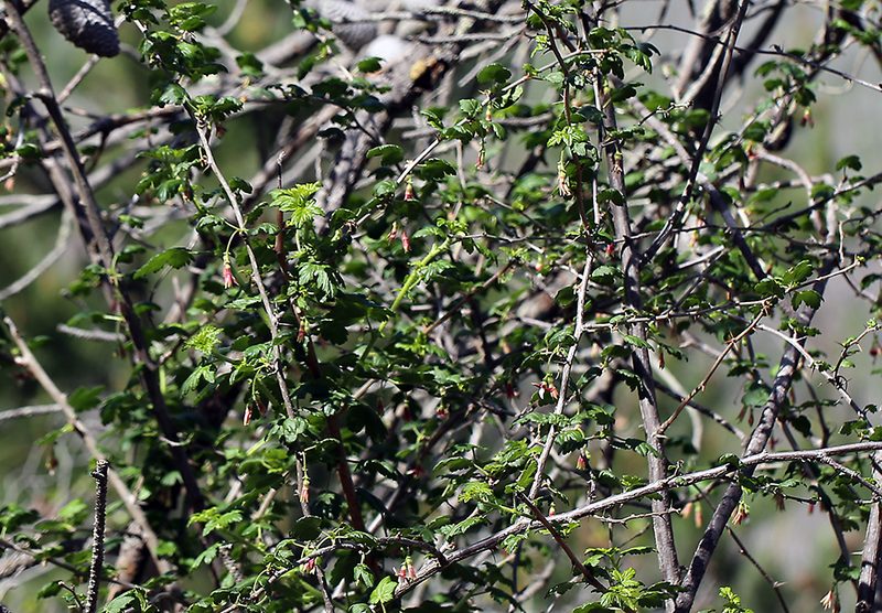 Ribes thacherianum, photographed by Steve Matson