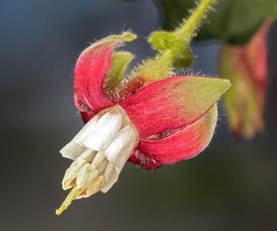 Ribes thacherianum, photographed by Steve Matson