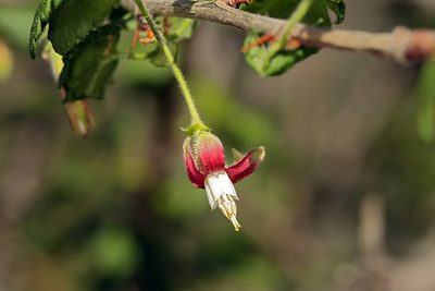 Ribes thacherianum, photographed by Steve Matson