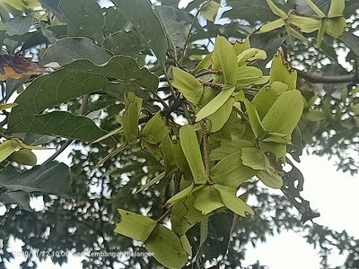 Terminalia calamansanai, photographed by Ong Jyh Seng