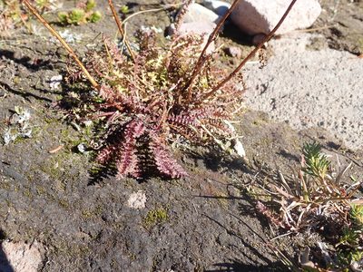 Pedicularis ornithorhynchos, photographed by John Brew
