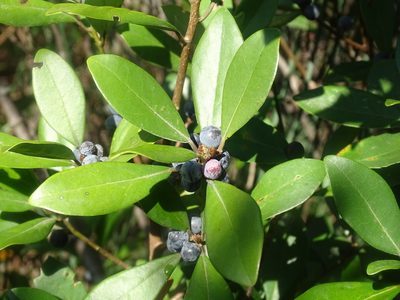 Litsea rotundifolia, photographed by Toby Y