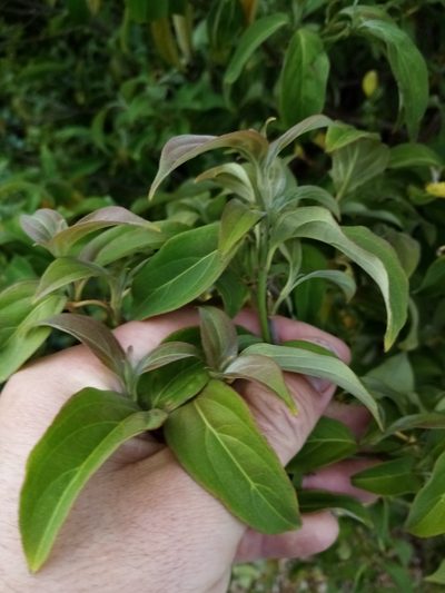 Cornus capitata, photographed by Joe Potter Butler
