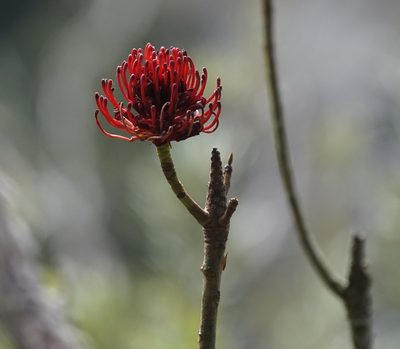 Telopea speciosissima, photographed by Tim