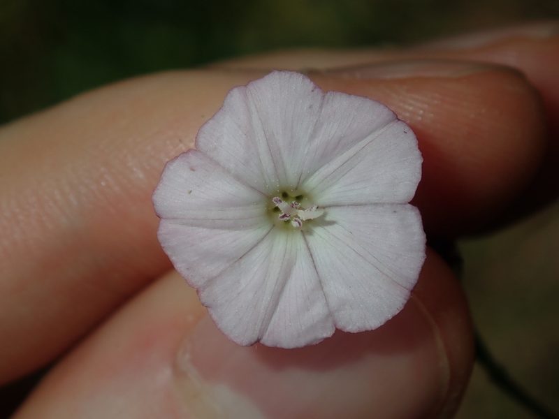 Convolvulus erubescens, photographed by Thomas Mesaglio
