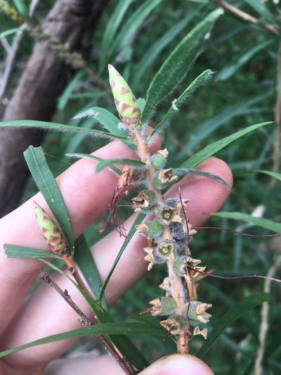 Melaleuca linearifolia, photographed by Thomas Mesaglio