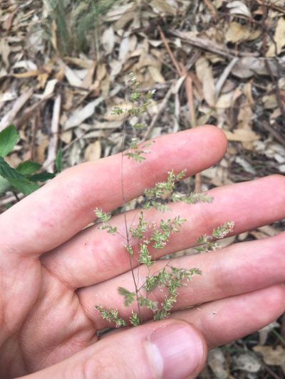 Poa sieberiana, photographed by Thomas Mesaglio