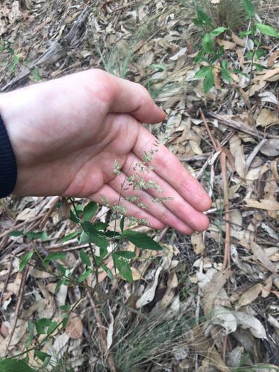 Poa sieberiana, photographed by Thomas Mesaglio