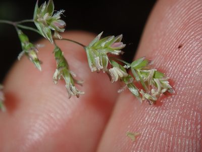 Poa sieberiana, photographed by Thomas Mesaglio