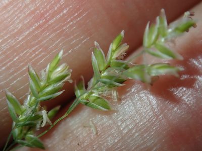 Poa sieberiana, photographed by Thomas Mesaglio