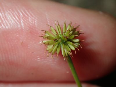 Solenogyne bellioides, photographed by Thomas Mesaglio