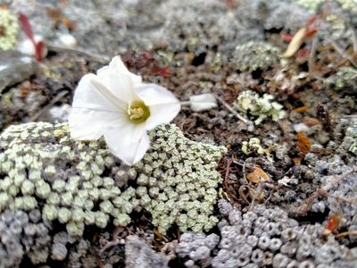 Convolvulus verecundus, photographed by John Barkla