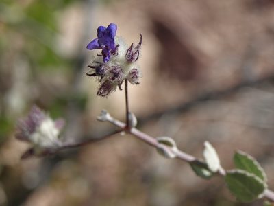 Condea laniflora, photographed by Jim Morefield