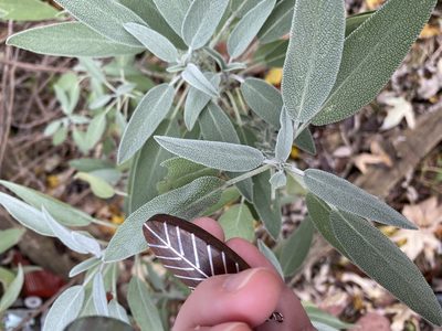 Salvia officinalis, photographed by Bonnie Semmling