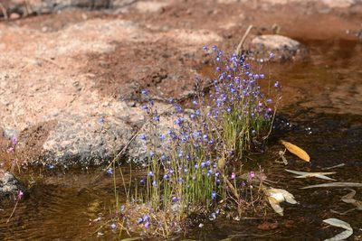 Utricularia babui, photographed by S.MORE