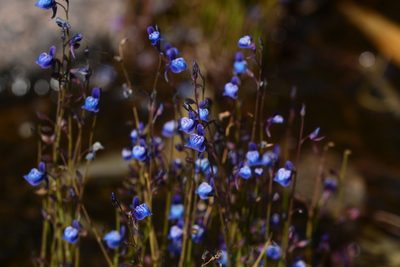 Utricularia babui, photographed by S.MORE