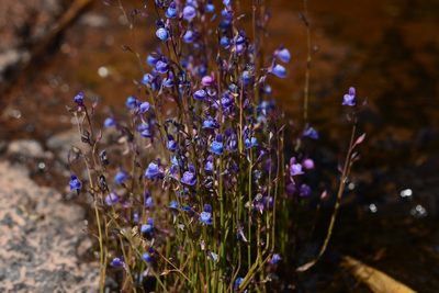 Utricularia babui, photographed by S.MORE
