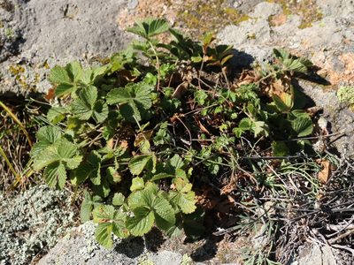 Drymocallis rupestris, photographed by Юрий Данилевский (Yuriy Danilevsky)