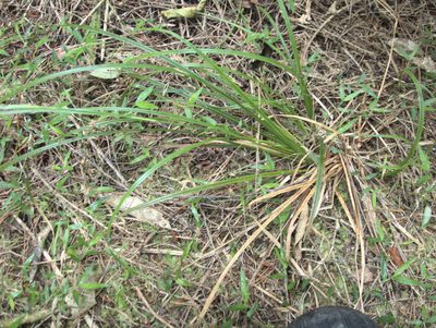 Carex dissita, photographed by Paul Bell-Butler