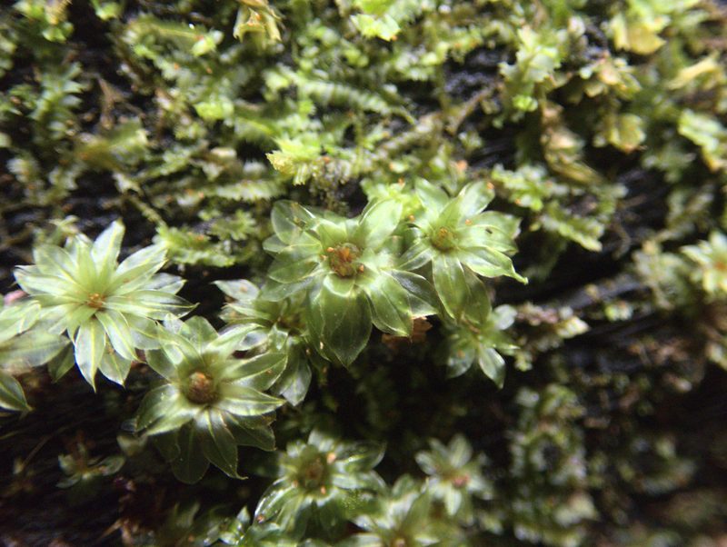 Rosulabryum subtomentosum, photographed by Paul Bell-Butler