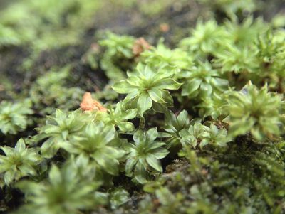 Rosulabryum subtomentosum, photographed by Paul Bell-Butler