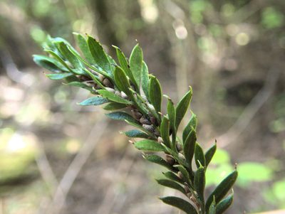 Tmesipteris tannensis, photographed by Paul Bell-Butler