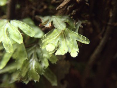 Hymenophyllum revolutum, photographed by Paul Bell-Butler