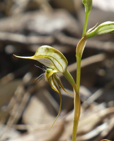 Pterostylis excelsa, photographed by Rosalie Lawrence
