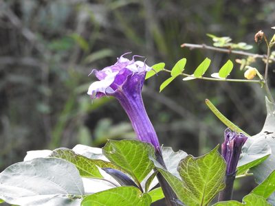 Datura metel, photographed by Raja bandi