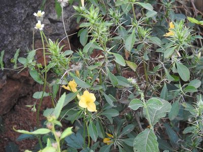 Barleria prionitis, photographed by Raja bandi