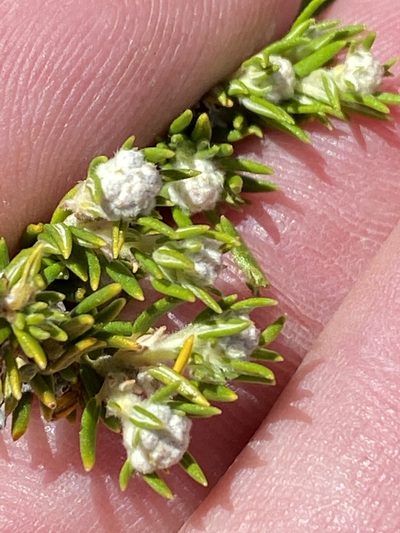 Phylica wittebergensis, photographed by Dave U