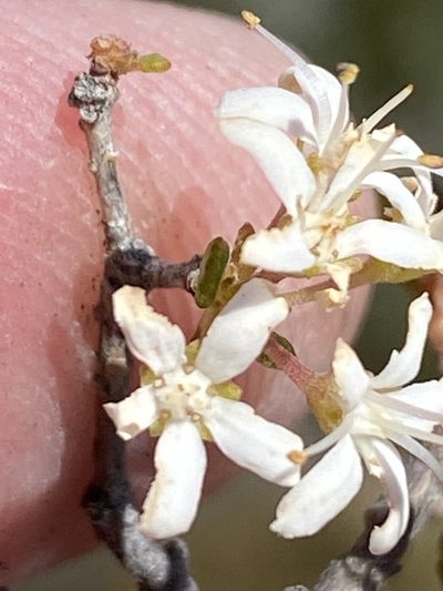 Agathosma ovalifolia, photographed by Dave U