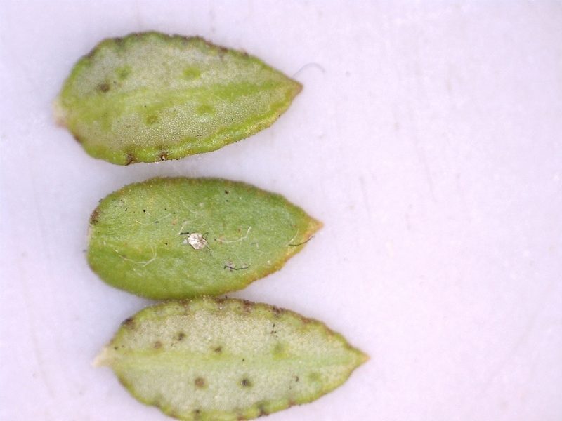 Agathosma ovalifolia, photographed by Dave U