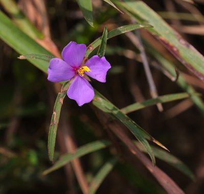 Osbeckia chinensis, photographed by portioid