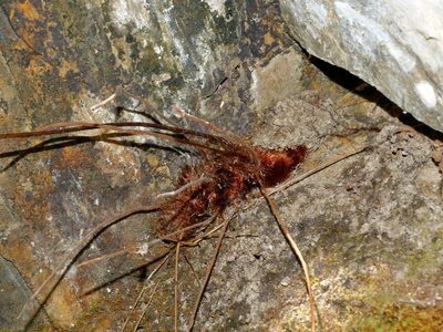 Hypodematium shingii, photographed by Jacy Chen