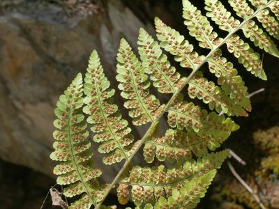 Hypodematium shingii, photographed by Jacy Chen