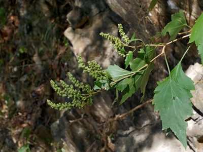 Pogostemon formosanus, photographed by Jacy Chen