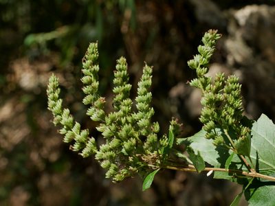 Pogostemon formosanus, photographed by Jacy Chen