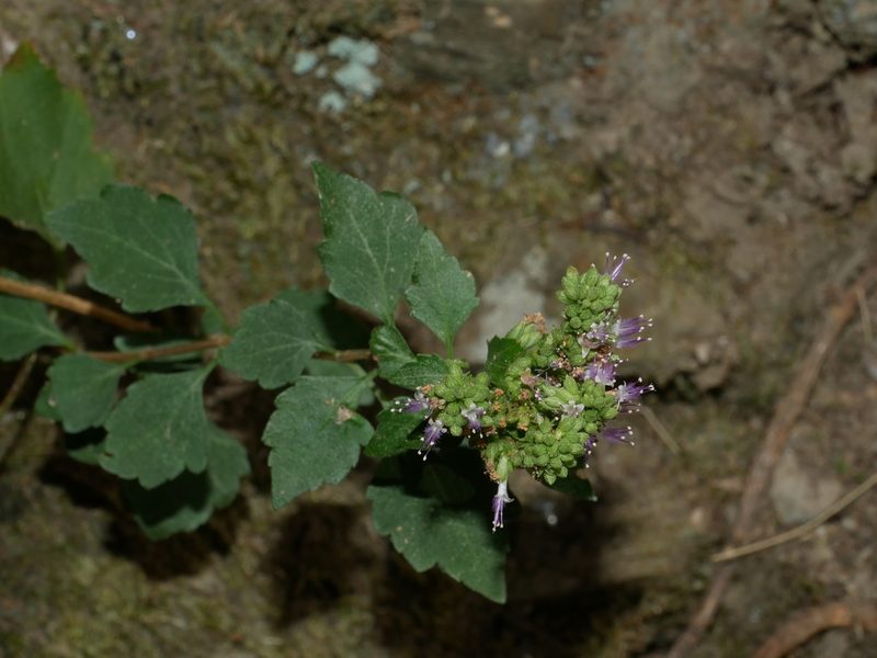 Pogostemon formosanus, photographed by Jacy Chen
