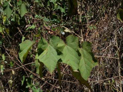 Alangium chinense, photographed by Jacy Chen