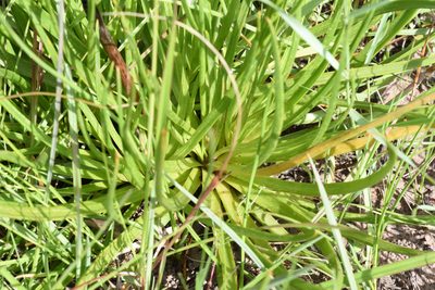 Bulbine abyssinica, photographed by Andrew Gillespie