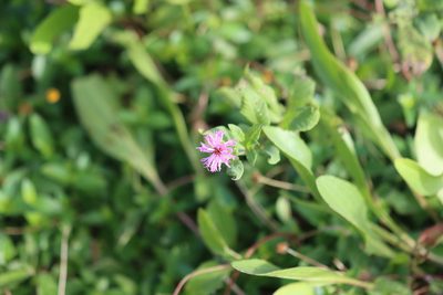Vernonia missurica, photographed by Rich Sommer