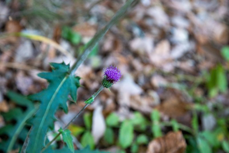 Cirsium oligophyllum, photographed by WATANABE Hitoshi 渡辺仁