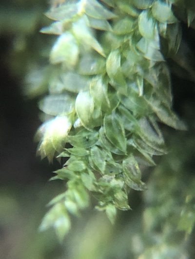 Plagiothecium succulentum, photographed by Young Jun Lee