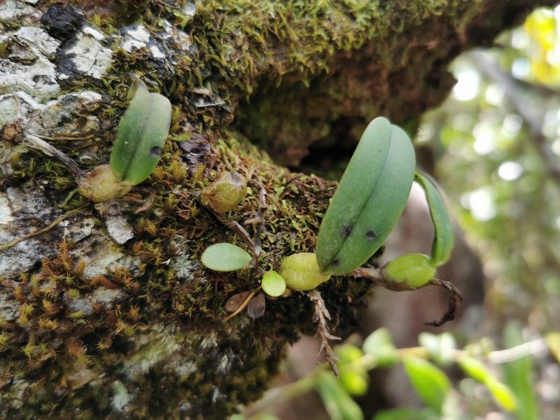 Bulbophyllum humblotii, photographed by Bruno Senterre