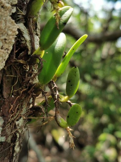 Bulbophyllum humblotii, photographed by Bruno Senterre