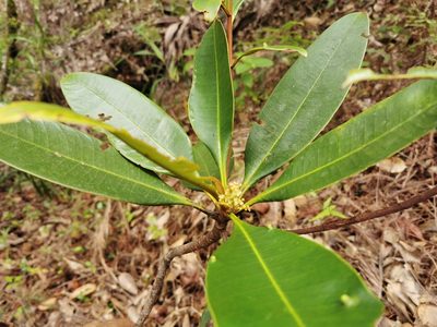 Campnosperma seychellarum, photographed by Bruno Senterre