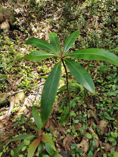 Campnosperma seychellarum, photographed by Bruno Senterre