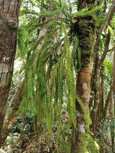 Phlegmariurus phlegmaria, photographed by Bruno Senterre
